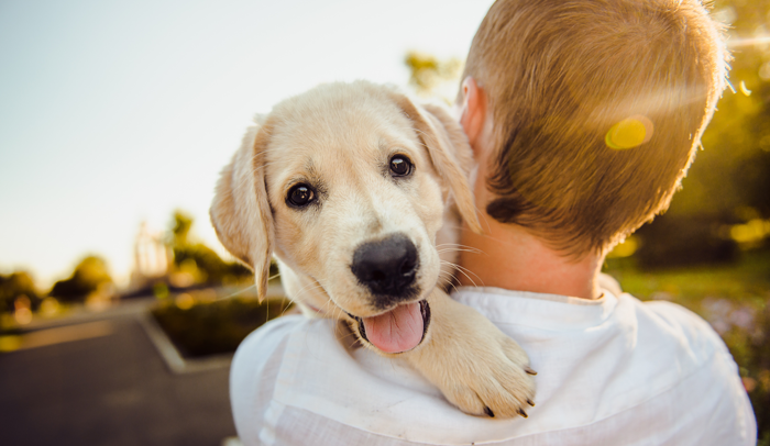 boy carrying happy lab puppy down the street