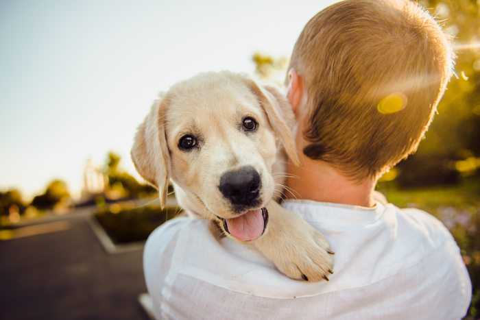 boy carrying happy lab puppy down the street