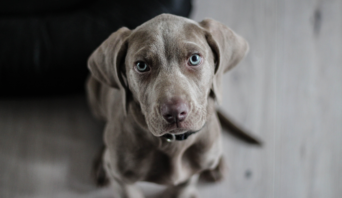 weimaraner puppy