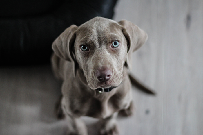 weimaraner puppy